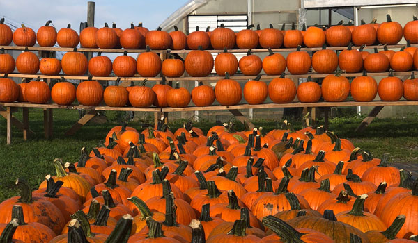 img-037 Pumkin Wall At Greg's U-Pick Pumpkin Patch