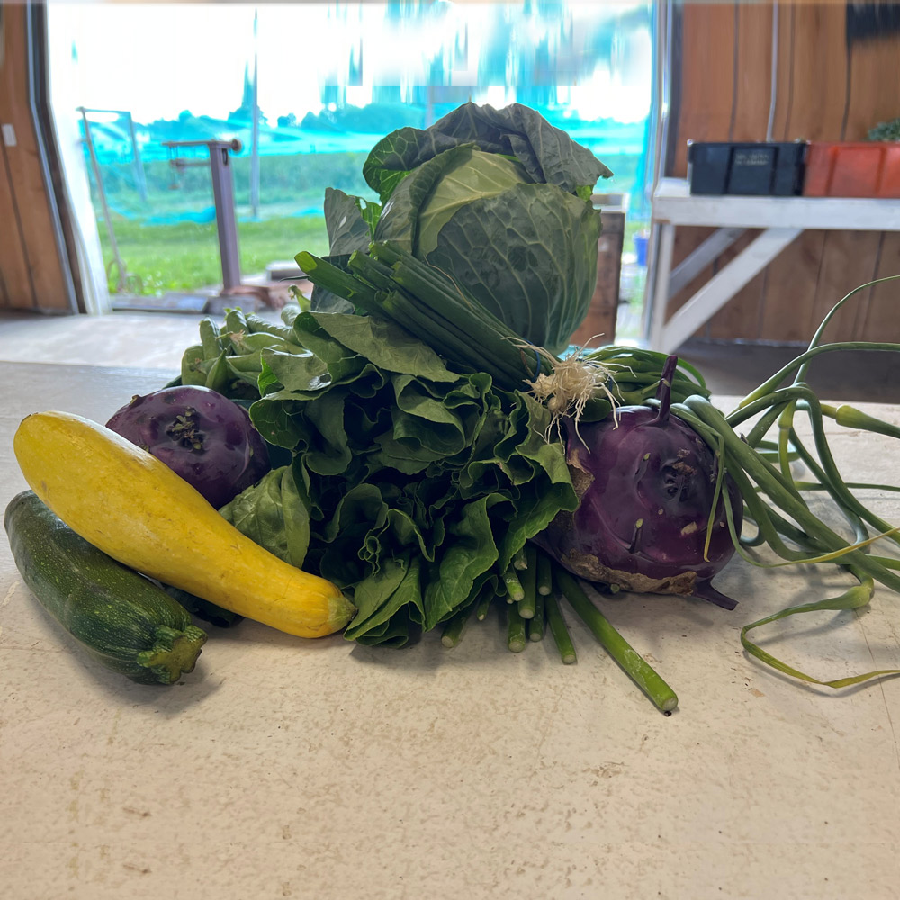 3 CSA Programs