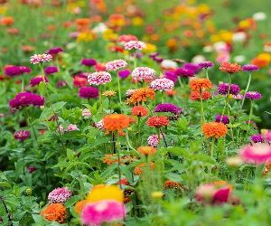 2025 Flower Share