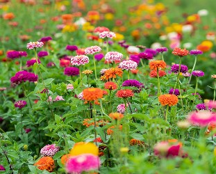 zinnias
